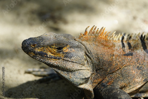 Green iguana  Iguana iguana   also known as the American iguana  Iguanidae family. Costa Rica.