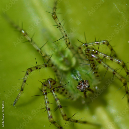 Green Lynx Spider (Peucetia jabalpurensis)