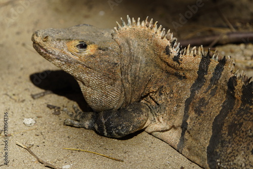 Green iguana  Iguana iguana   also known as the American iguana  Iguanidae family. Costa Rica.