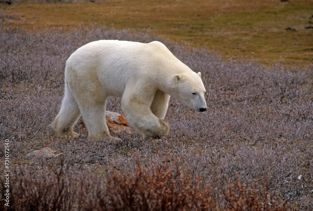 Ours blanc, Thalassarctos maritimus, Churchill , Canada Ours blanc, Thalassarctos maritimus, Churchill , Canada