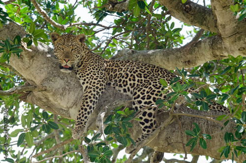 L  opard  Panthera pardus  Afrique de l Est