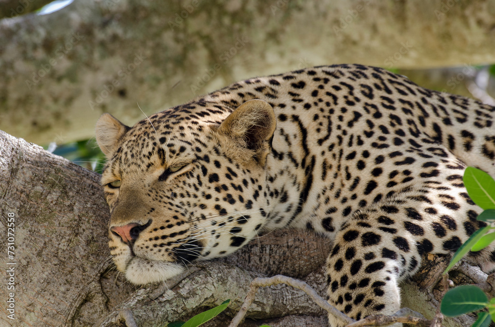 Léopard, Panthera pardus, Afrique de l'Est Léopard, Panthera pardus, Afrique de l'Est