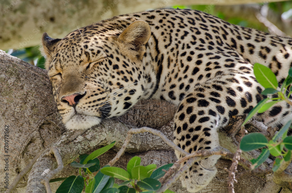 Léopard, Panthera pardus, Afrique de l'Est Léopard, Panthera pardus, Afrique de l'Est