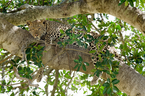 L  opard  Panthera pardus  Afrique de l Est