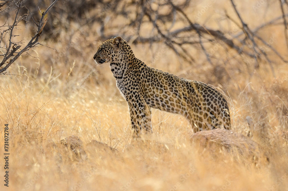 Léopard d'Afrique, Panthera pardus pardus, Afrique Léopard d'Afrique, Panthera pardus pardus, Afrique