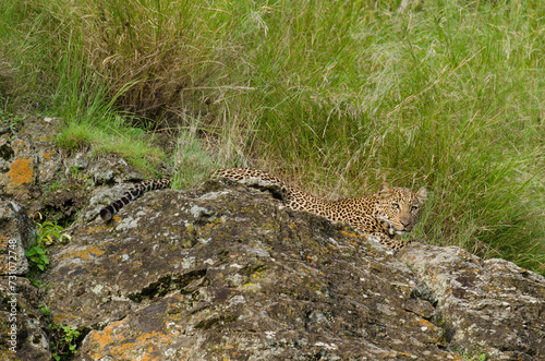 Léopard d'Afrique, Panthera pardus pardus, Afrique