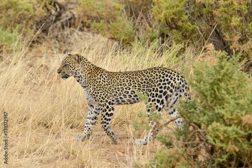 Léopard d'Afrique, Panthera pardus pardus, Afrique