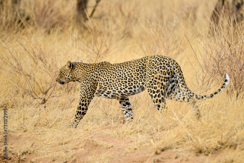 Léopard d'Afrique, Panthera pardus pardus, Afrique