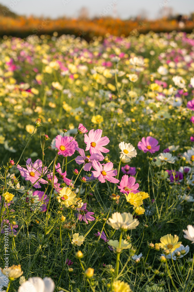 Fototapeta premium 夕日に照らされたコスモス畑に咲くピンク色のコスモス