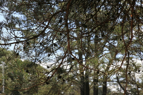 sprigs of pine with long needles