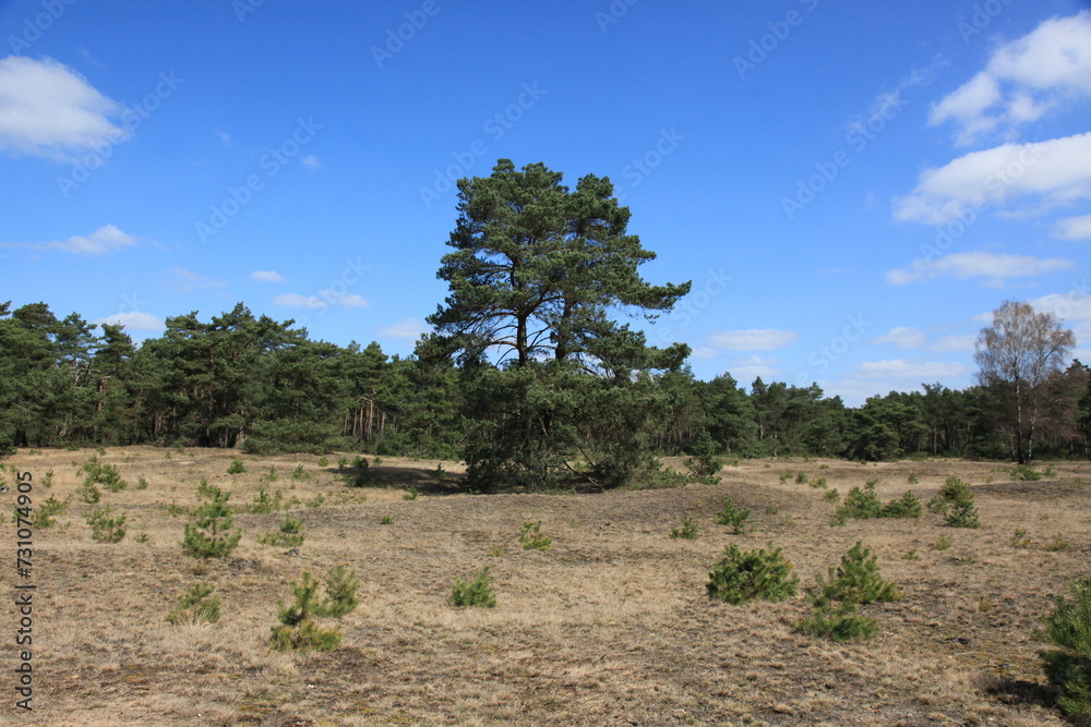 Landscape with young and old pines Landscape with young and old pines
