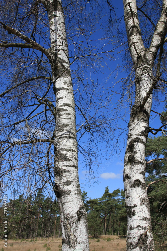 Fototapeta premium Trunks of birches against the backdrop of a pine forest