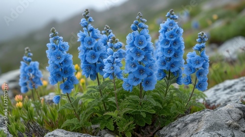 a group of blue flowers sitting on top of a lush green field next to a pile of rocks and flowers. photo