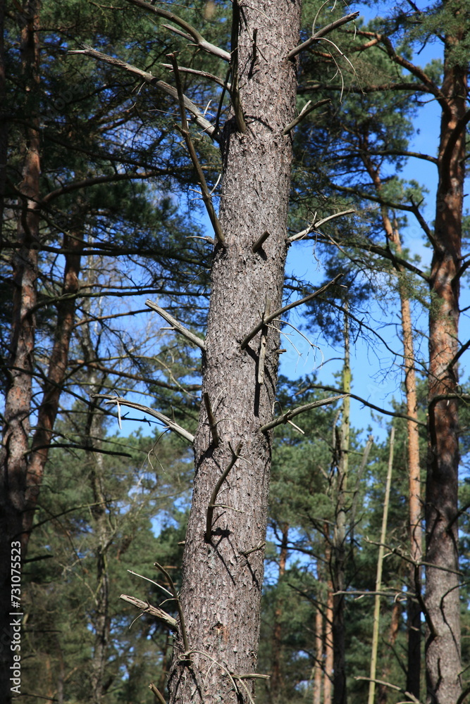 Fototapeta premium Pine forest in the Veluwe National Park