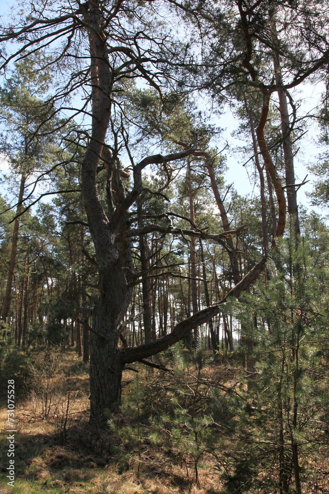 Pine forest in the Veluwe National Park Pine forest in the Veluwe National Park