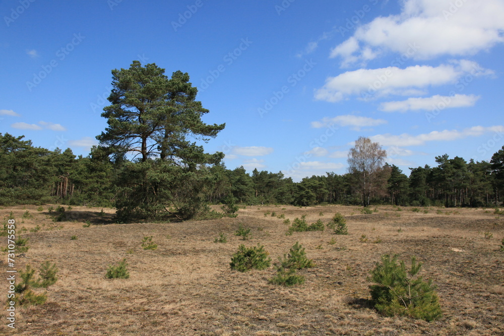 Nature in the Veluwe  National  Park
