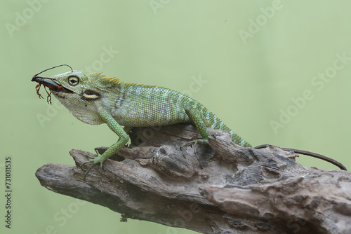 A green crested lizard was preying on a small insect. This reptile has the scientific name Bronchocela jubata.