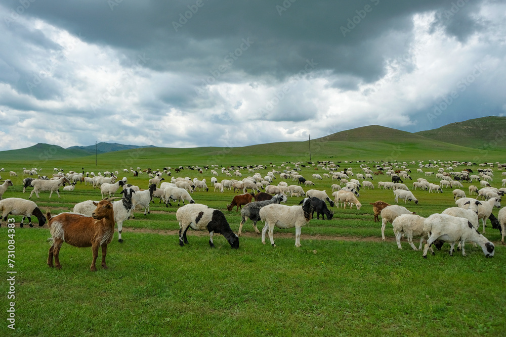 Herd of sheep and goats in the Mongolian steppe.