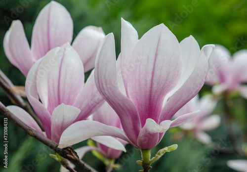 spring view of magnolia in luxurious bloom