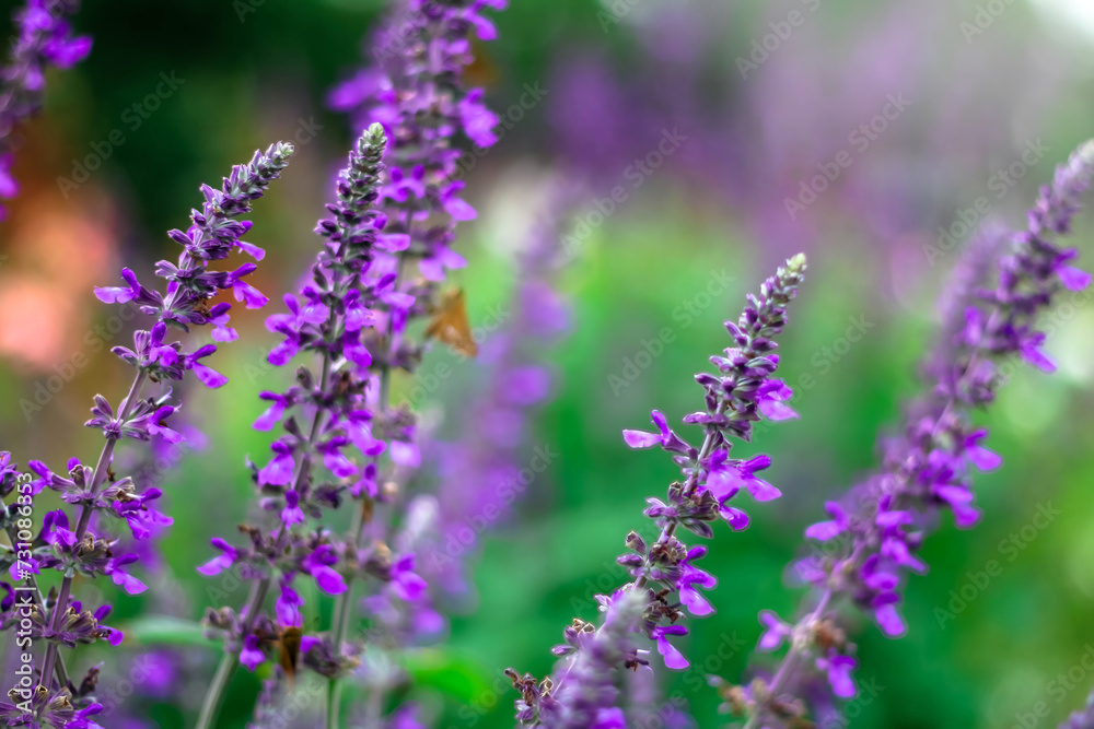 Obraz premium Violet Lavender flower in flower garden.