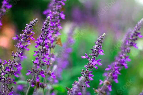 Violet Lavender flower in flower garden.