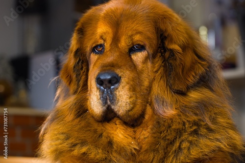 Adult Tibetan Mastiff bitch lying down, featuring a unique deep red coat. Thick winter fur. photo