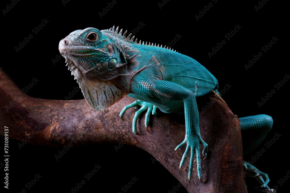 Naklejka premium Blue Iguana sitting on branch with black background, blue Iguana Cyclura Lewisi, Grand Cayman Blue Iguana