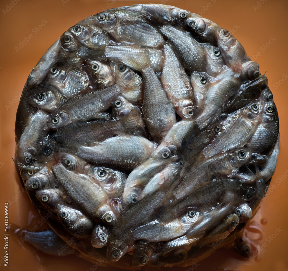 small crucian carp frozen in ice round shape, in market as background small crucian carp frozen in ice round shape, in market as background