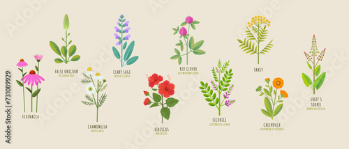 Set of medicinal herbs. Vector flat illustration of false unicorn, red clover, chamomile, tansy, echinacea, hibiscus, calendula, sage, licorice, sheeps sorrel on a beige background. 