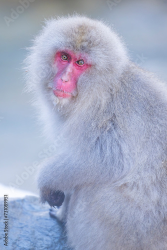 Japanese macaque in its natural habitat at snow monkey park, Nagano, Japan photo