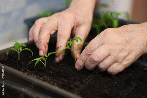 Close-up of the hands of an elderly woman who is planting seedlings. © NataliaL