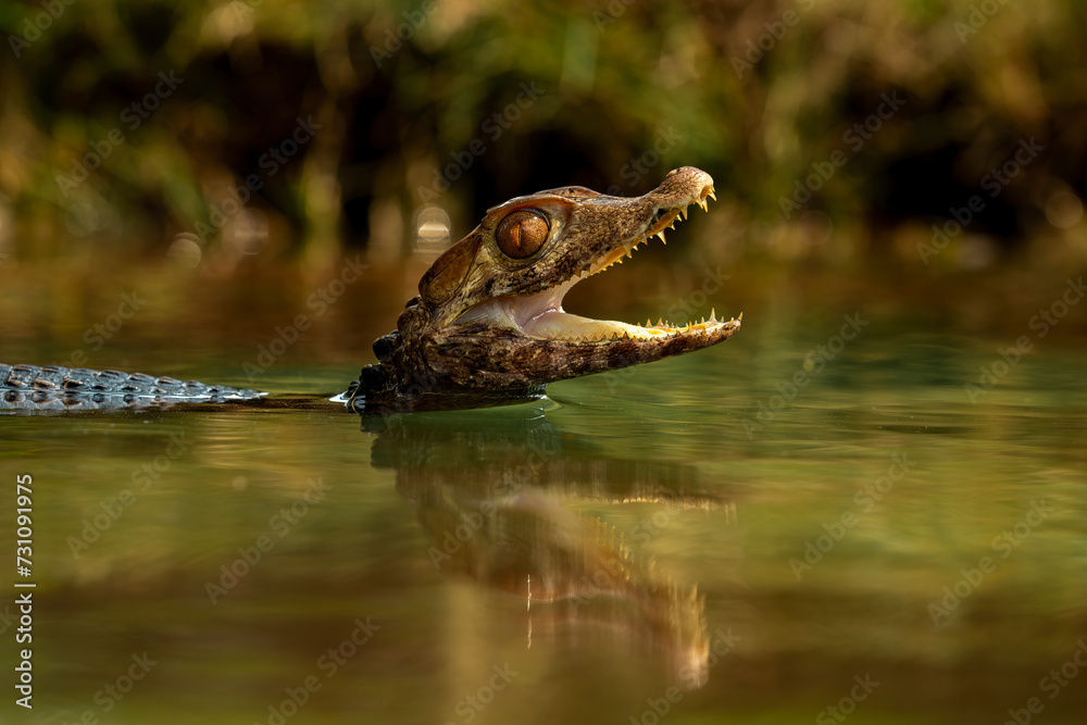 Cuvier's Dwarf Caiman (Paleosuchus palpebrosus) is a small crocodilian from South America. Cuvier's Dwarf Caiman (Paleosuchus palpebrosus) is a small crocodilian from South America.