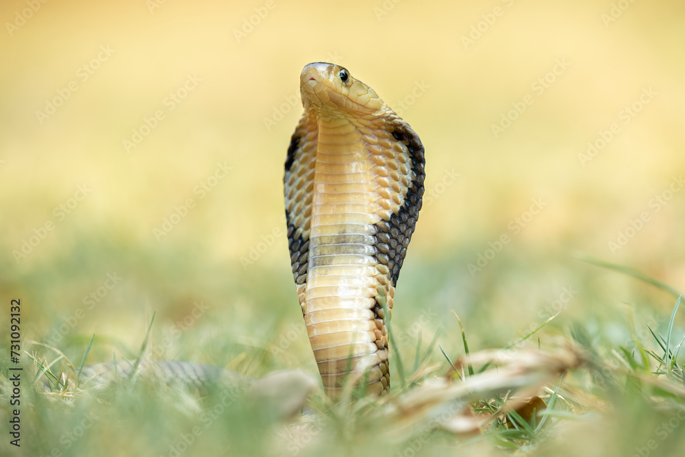 Fototapeta premium The Monocled Cobra (Naja kaouthia), also called Monocellate Cobra or Indian Spitting Cobra, is a venomous cobra species widespread across South and Southeast Asia.