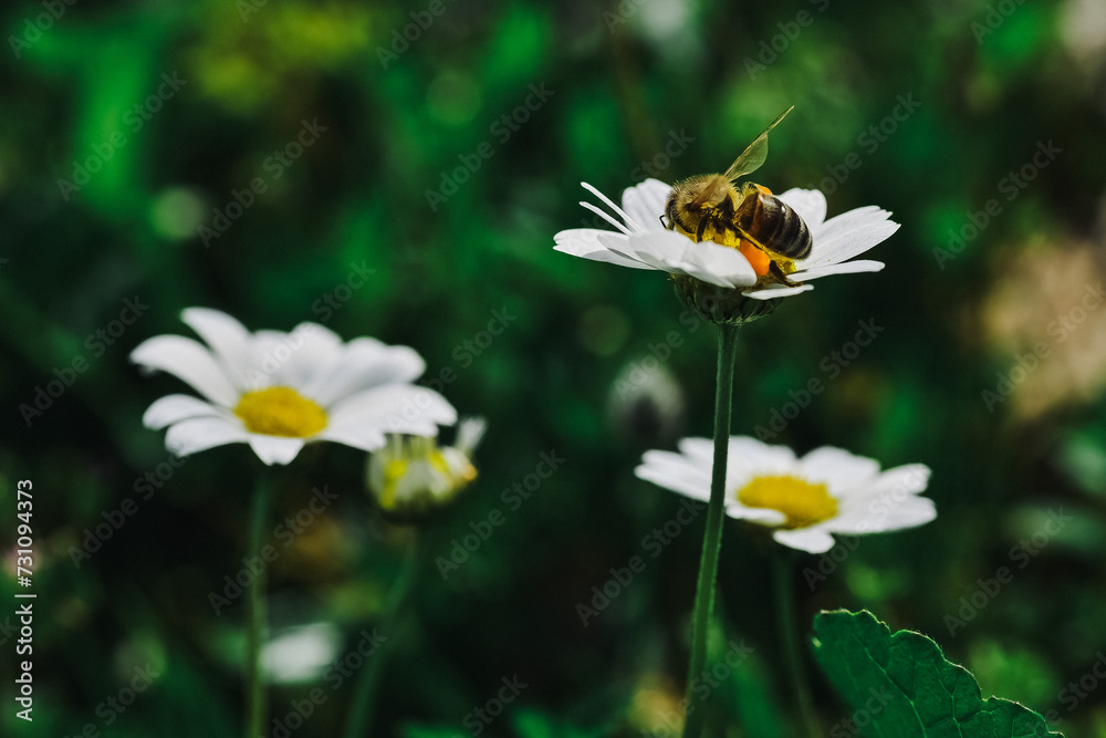 white and yellow daisy