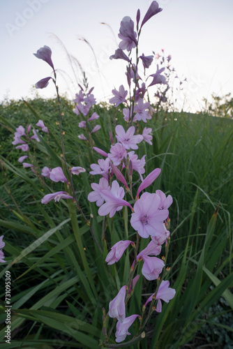 Botany. Spring flowers. Closeup view of Watsonia borbonica, also known as Bugle Lily, stem and tubular flowers of light pink petals, blooming in the garden at sunset. photo