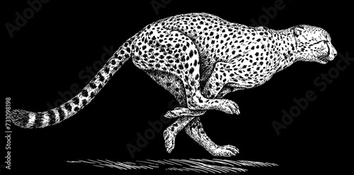 Photography Vintage engraving isolated leopard set panther illustration ink sketch
