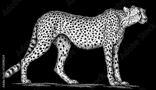 Canvas Print Vintage engraving isolated leopard set panther illustration ink sketch