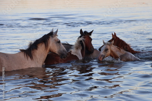 Group of horses swimming in the water