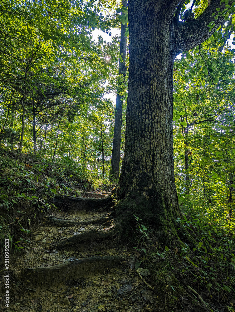 Root Steps