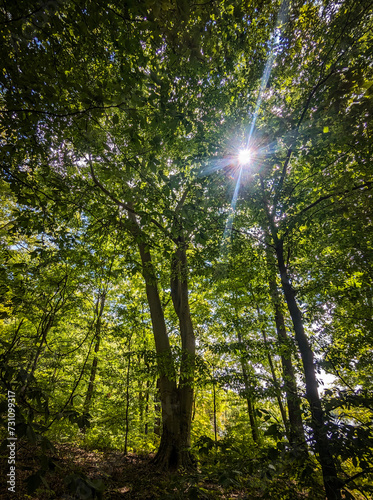 Sun Rays Through the Forest