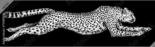 Vintage engraving isolated leopard set panther illustration ink sketch. Africa wild cat cheetah background jaguar animal silhouette art. Black and white hand drawn vector image