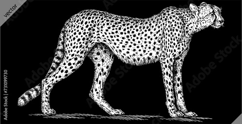 Vintage engraving isolated leopard set panther illustration ink sketch. Africa wild cat cheetah background jaguar animal silhouette art. Black and white hand drawn vector image © Turaev