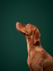 An inquisitive Vizsla dog gazes upward, against a deep green studio background. The image highlights the dog's noble profile and rich, golden-brown coat