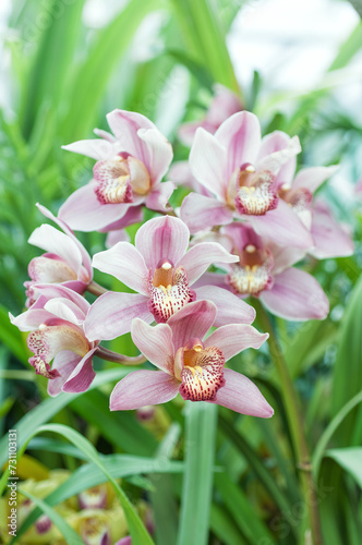Amid lush foliage, a pink Cymbidium orchid stands out, offering inspiration for gardeners, florists, and designers seeking natural elegance.