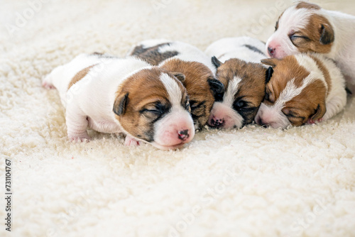 close-up of newborn Jack Russell terrier puppies on a light rug. Caring for puppies