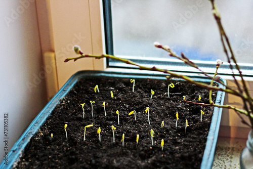 The first sprouts of seedlings. © NataliaL