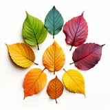 Colorful of leaves and autumn leaves isolated on white