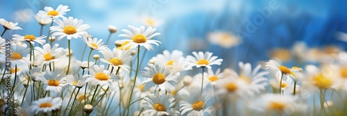Shot of chamomile flowers against a blue sky, spring floral background. Generative AI