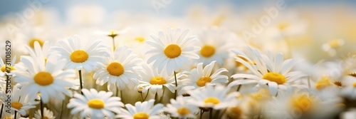 Horizontal banner with chamomile flowers, close-up, spring floral background. Generative AI