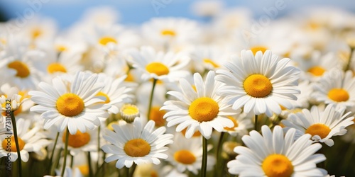 Close-up shot of chamomile flowers  spring floral background. Generative AI
